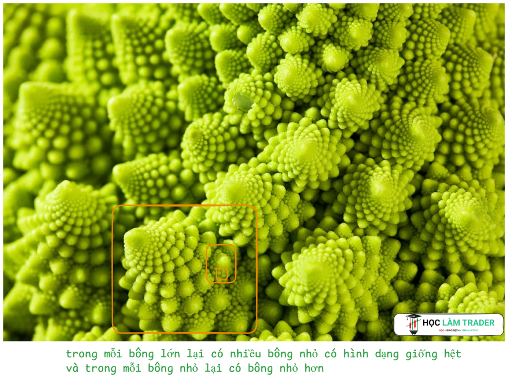 Fractal và Tâm Lý Đám Đông